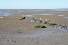 Greetsiel, Krummh&ouml;rn Ostfriesland